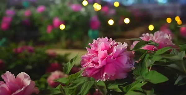 【寵粉互動(dòng)】結(jié)果揭曉！快來欣賞粉絲們的“大作”！