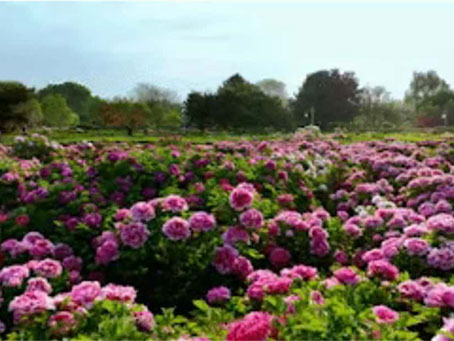 牡丹綻妍 譜寫(xiě)新篇——中集攪拌邀您共赴洛陽(yáng)春日盛宴