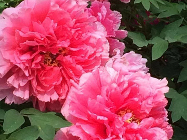 四月目光齊聚洛陽，牡丹花會驚艷開幕