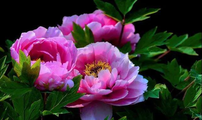 【“豫”見高端 “洛”賞牡丹】您有一封來自凌宇汽車的邀請(qǐng)函，請(qǐng)查收！