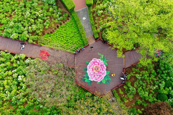 豫見(jiàn)高端，洛賞牡丹，錯(cuò)過(guò)等一年